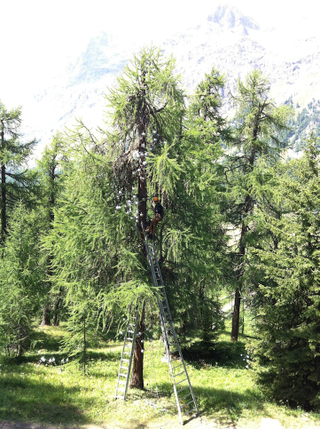 Illustration for article titled Illuminated Lamps Cascade Up a Huge Swiss Pine Tree
